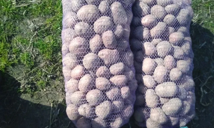 Пропонується картопля сорту Бела Роса - фото № 2