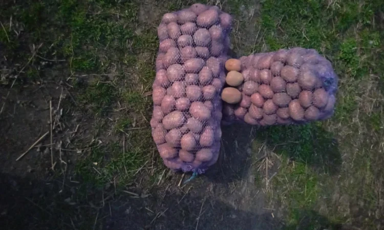 Пропонується картопля сорту Бела Роса - фото № 3