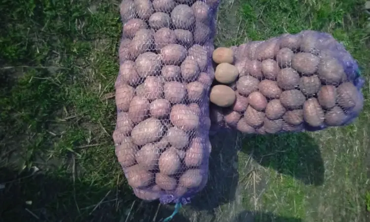 Продам картоплю сорту Бела Роса - фото № 4