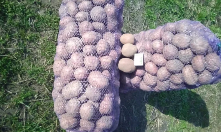 Пропонується картопля сорту Бела Роса - фото № 5