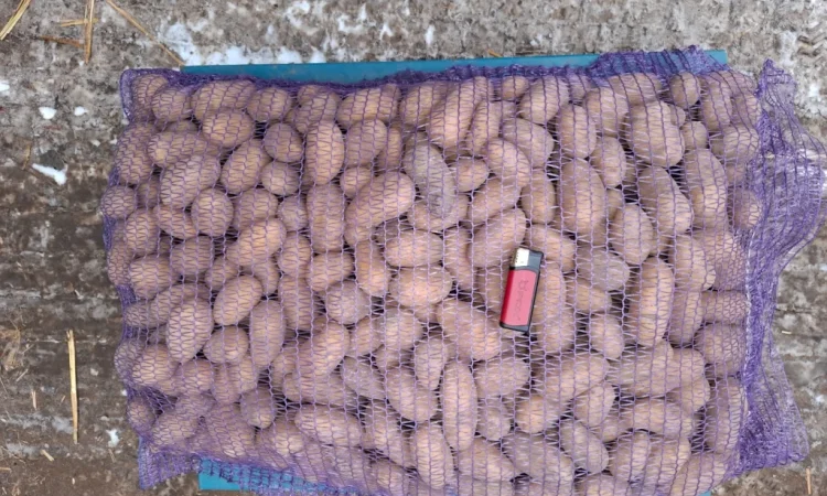 Семенной картопля Рів'єра високої якості на продаж - фото № 1