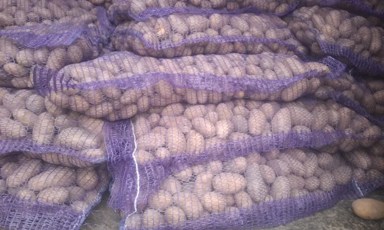 Семенной картопля Рів'єра високої якості на продаж - фото № 2