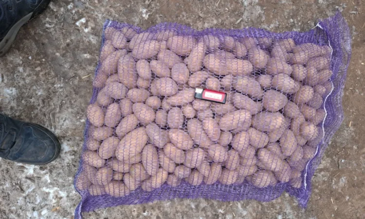 Семенной картопля Рів'єра високої якості на продаж - фото № 3