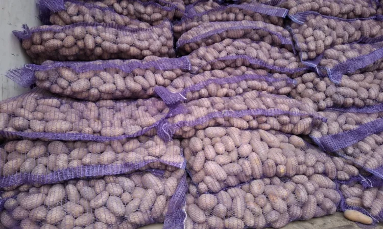 Семенной картопля Рів'єра високої якості на продаж - фото № 4