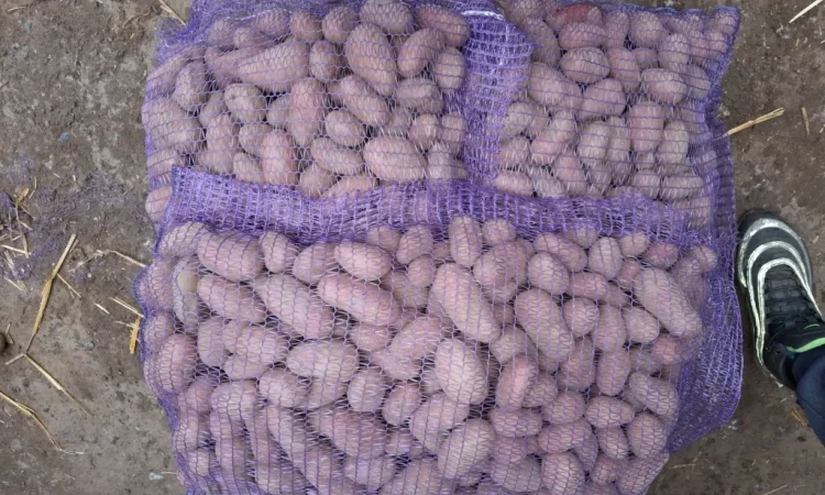 Семенной картопля Рів'єра високої якості на продаж - фото № 5