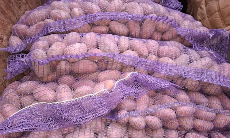 Семенной картопля Рів'єра високої якості на продаж - фото № 6