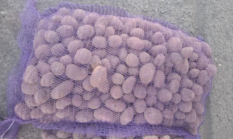 Продается семенной картофель сорта Ривьера высшего качества - фото № 7