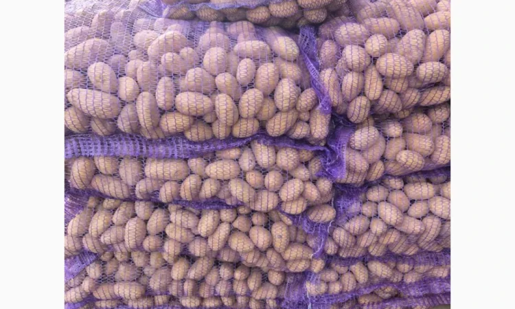 Продается семенной картофель сорта Ривьера высшего качества - фото № 8