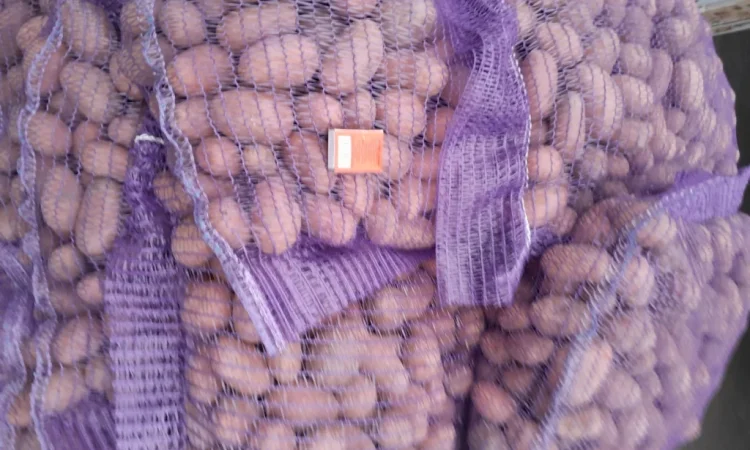 Картопля насіннєва сорт Коломбо і Ред Леді - фото № 11