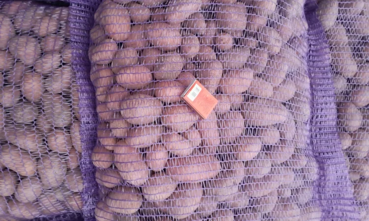 Картопля насіннєва сорт Коломбо і Ред Леді - фото № 16