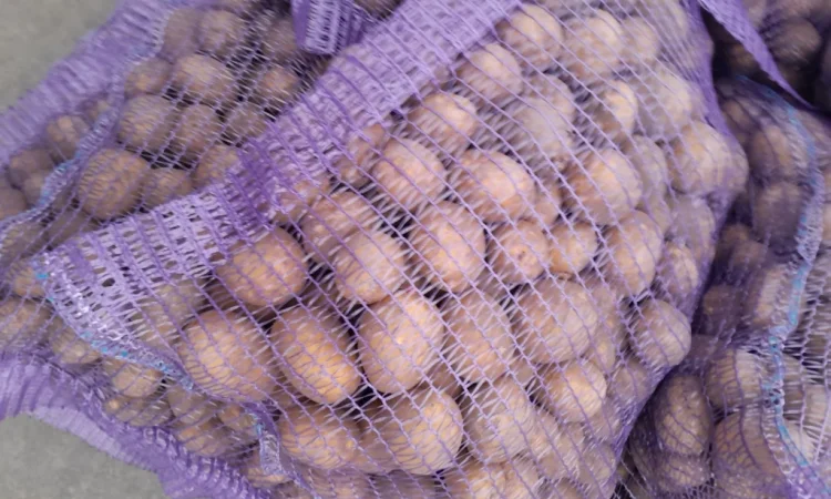 Картопля насіннєва сорт Коломбо і Ред Леді - фото № 2