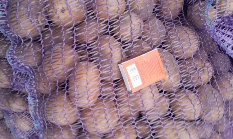 Картопля насіннєва сорт Коломбо і Ред Леді - фото № 4