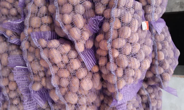 Картопля насіннєва сорт Коломбо і Ред Леді - фото № 5