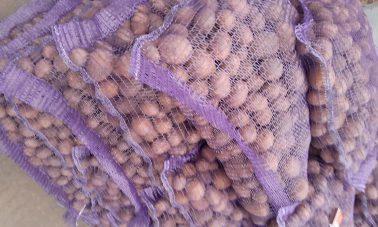 Картопля насіннєва сорт Коломбо і Ред Леді - фото № 6