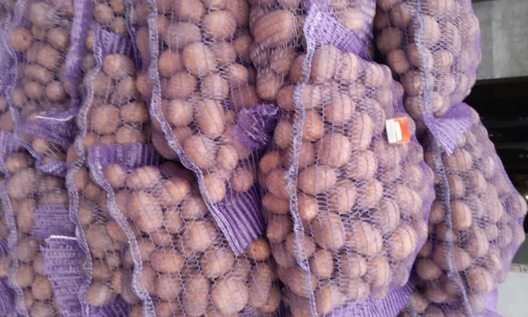 Картопля насіннєва сорт Коломбо і Ред Леді - фото № 7