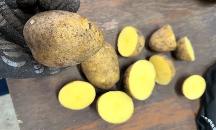 Картофель сорт Констанс (крупный) 1-й сорт - фото № 2