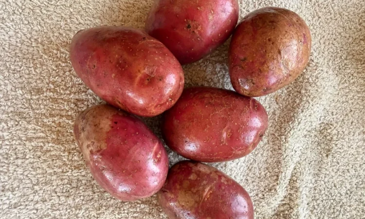 Розовая картошка сорт Алюет высшего качества - фото № 1