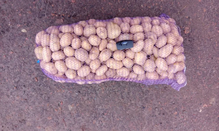 Продажа нассінневої картоплі різних сортів - фото № 1