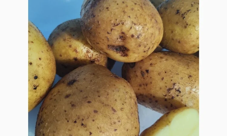 Семінний картопля Винета на продаж - фото № 1