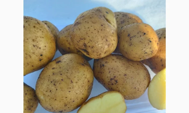 Семінний картопля Винета на продаж - фото № 2