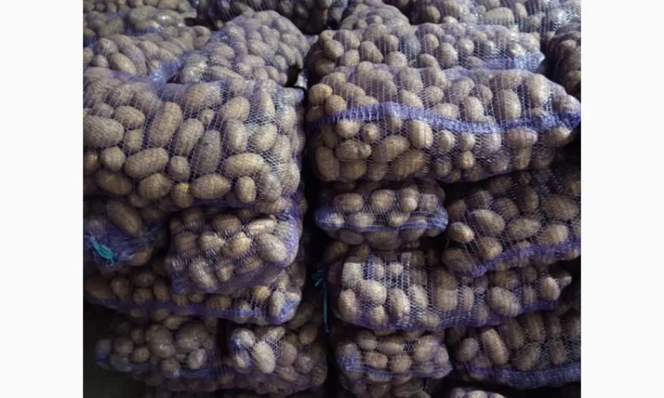 Продажа картофеля: белая роса, скарб, гранада - фото № 2