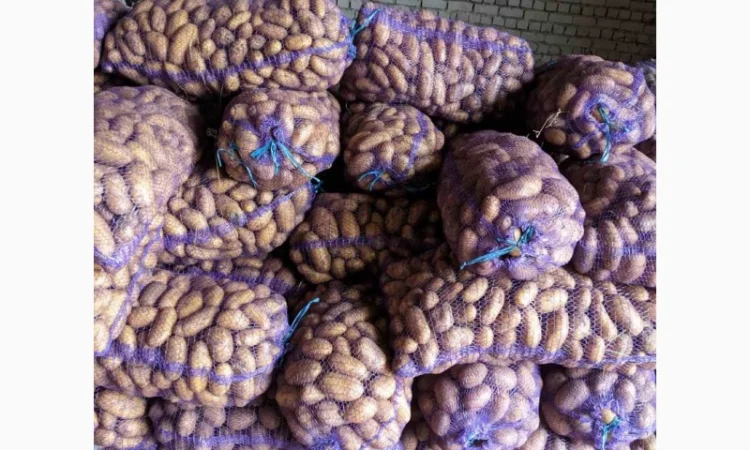 Продажа картофеля: белая роса, скарб, гранада - фото № 3