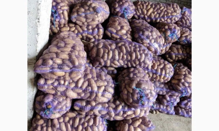 Продажа картофеля: белая роса, скарб, гранада - фото № 4