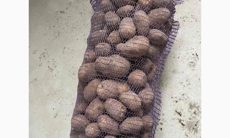 Картопля з дефектами на продаж - фото № 1