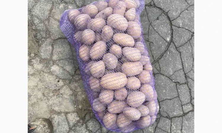 Продається картопля від однієї тонни - фото № 1