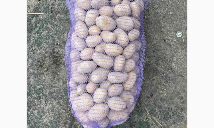 Куплю картоплю от одной тонны - фото № 2