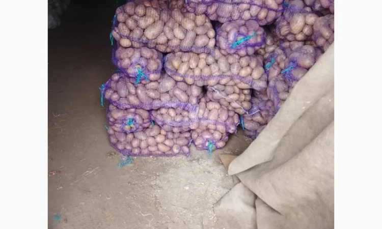 Куплю картоплю сортів Арізона і Белла Росса - фото № 1