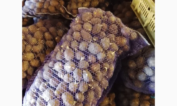 Продается посадочный картофель сорта Белла Росса - фото № 1