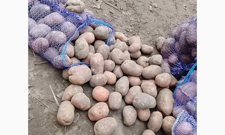 Куплю картоплю сортів Арізона і Белла Росса - фото № 2