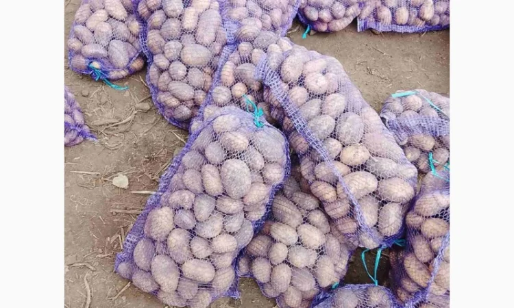 Куплю картоплю сортів Арізона і Белла Росса - фото № 3