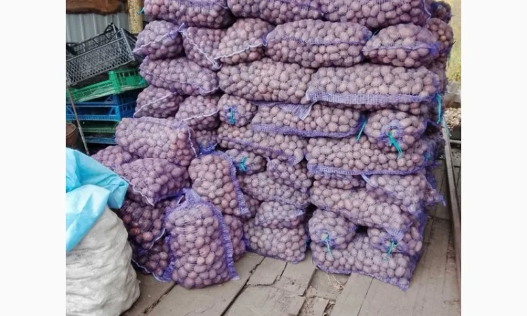 Куплю картоплю сортів Арізона і Белла Росса - фото № 4