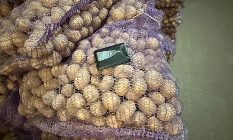 Продажа насинневой картошки сорта Констанс - фото № 1