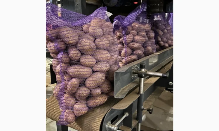 Купить картошку разных сортов - фото № 1