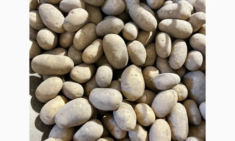 Купить картошку разных сортов - фото № 11