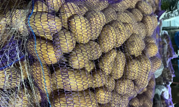 Купить картошку разных сортов - фото № 8