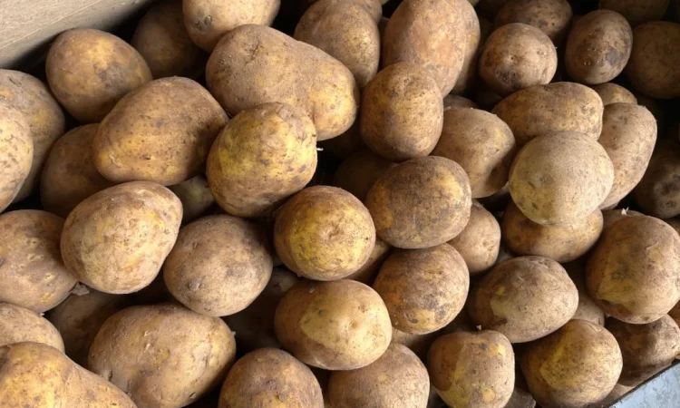 Купить картошку разных сортов - фото № 9