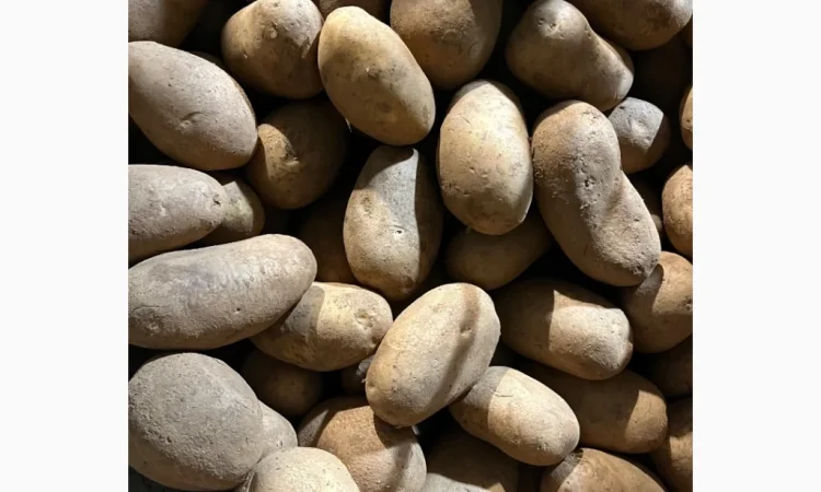 Продаю картошку различных видов - фото № 2