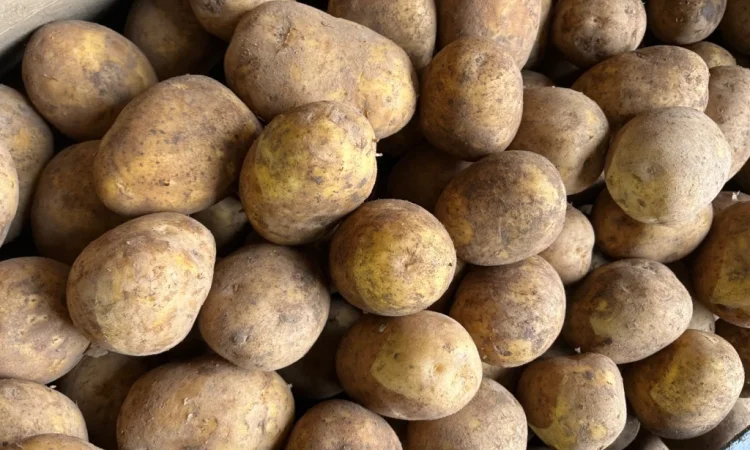 Продаю картошку различных видов - фото № 4