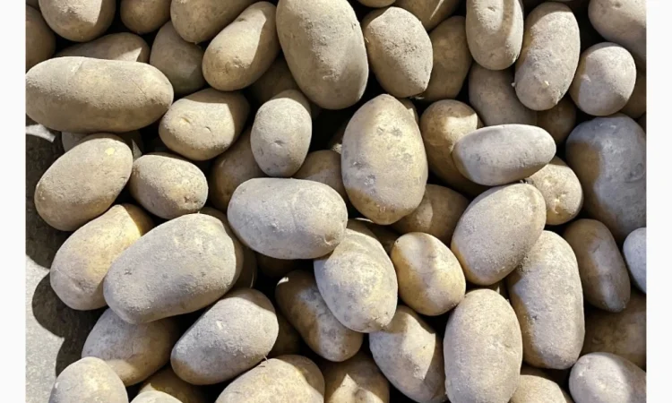 Продаю картошку различных видов - фото № 5