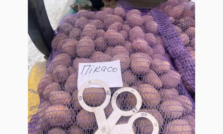 Продаж насіннєвої картоплі сорту Пікасо оптом - фото № 1