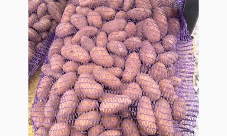 Продам картоплю Гранада оптом від 20 тонн - фото № 1