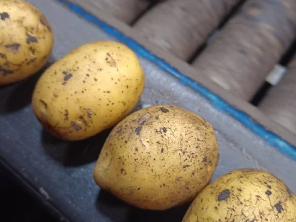 Посадкова картопля сорт Лілі на продаж - фото № 1