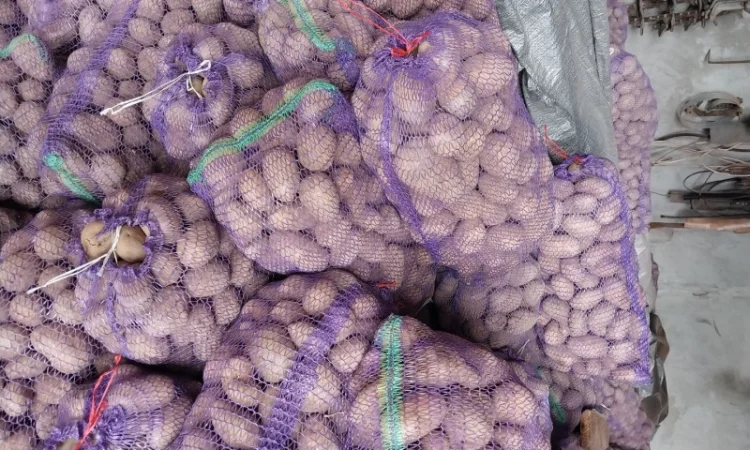 Картопля 20 тонн на продаж - фото № 1