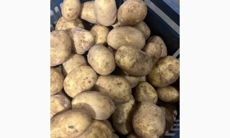 Продаж картоплі найвищої якості - фото № 1