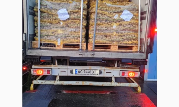 Продаж картоплі найвищої якості - фото № 4