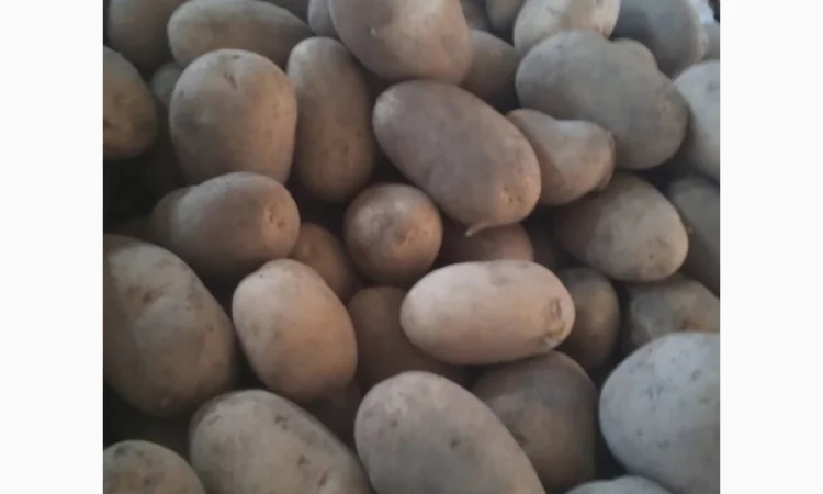 Продаж картоплі найвищої якості - фото № 6